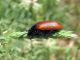 Omophlus (Alleculidae). 2010.04.10..jpg