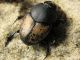 Onthophagus fissicornis 2010.04.10..jpg