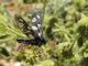Syntomiidae. 2010.04.10..jpg
