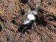Sysiphus schaefferi boschniaki_2. 2010.04.10..jpg