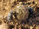 Sysiphus schaefferi. 2010.04.10..jpg