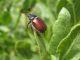 Tanyproctus kindermanni. 2010.04.20.jpg