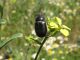 Tanyproctus kindermanni. 2010.04.20..jpg