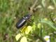 Tanyproctus kindermanni. 2010.04.10..jpg