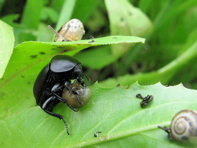 Lunch. Ablattaria laevigata. 2011.03.20 K. Haim.jpg