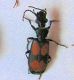 Macrocheilus saulcyi.jpg