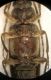 Cerambycidae 2 C.jpg