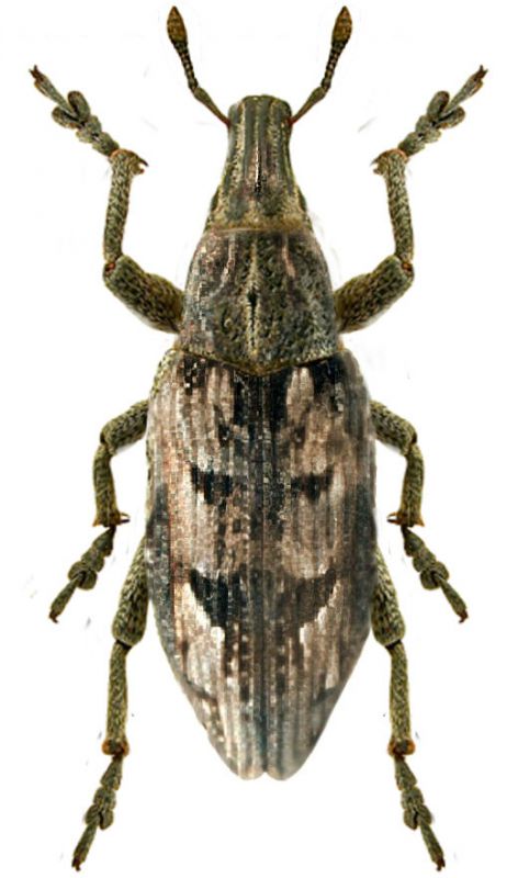 Conicleonus excoriatus Gylenhall, 1834.JPG