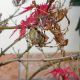 DSCN1083.JPG