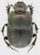 Onthophagus_fracticornis_F.jpg