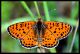 Melitaea didyma (121).jpg