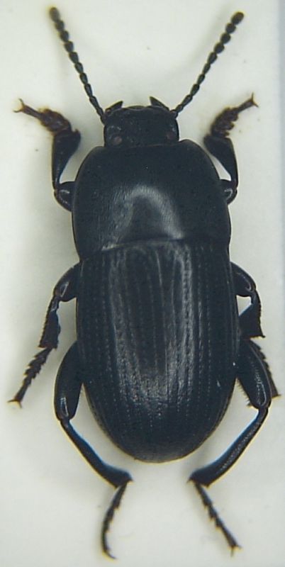 Pedinus sp.JPG