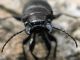 Broscus laevigatus illustris. 2011.02.13.jpg