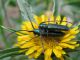 Agapanthia lais 2009-04-02 Кирьят Хаим.jpg