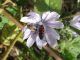 5. Acmaeodera pilosellae, Acmaeodera quadrizonata  2011.04.14. Kineret.jpg