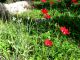 18. Anemone coronata. Forest Kyriat Ata  2011.03.03.JPG