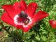 17. anaemons has already departed. 2011.03.26.JPG