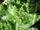15. 2011.03.13 forest Kiryat Ata.JPG