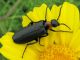 13. Alosimus brevicollis.  K. Haim. 2011.03.20.jpg