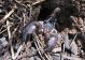 39. Scorpio maurus fuscus 2011.04.17 K. Ata.jpg