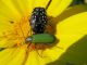 41. Stenodera puncticollis, Oxythyrea abigal.  K. Haim. 2011.03.26..jpg