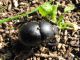 Thorectes brullei syriacus Jekei,1866. 2011.03.03 K. Ata.JPG