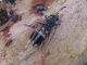 Phoracanta semipunctata 28.01, 2010 К. Хаим.jpg