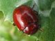 Chrysolina blanchei (2) 2009-03-11 Кирьят Хаим.jpg