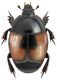 Hister illigeri reductus Muller, 1960 6-8mm.jpg