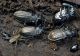 Carabus granulatus interstitialis  S. Nicolò  7 febbraio 2011.jpg