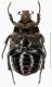 Protaetia funesta_ventral.jpg