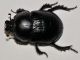 Geotrupidae - Geotrupes spiniger - 25 mm -20111005_001.jpg