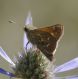 IMGP2165_Y_Hesp_agosto_sm2.JPG