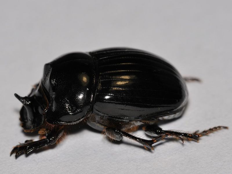 Scarabaeidae - Coprini - Copris (Copris) sp male - 15 mm -20111003_175.jpg