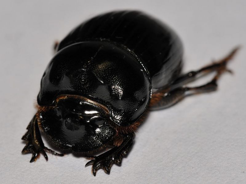 Scarabaeidae - Coprini - Copris (Copris) sp male - 15 mm -20111003_179.jpg