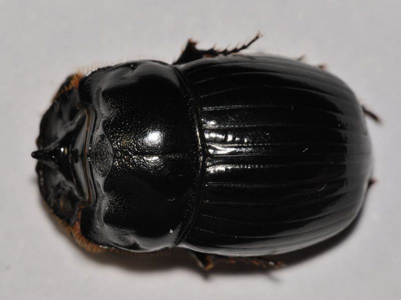 Scarabaeidae - Coprini - Copris (Copris) sp male - 15 mm -20111003_144.jpg