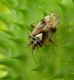 Miridae sp. San Nicolò 15 agosto 2011 037a.jpg