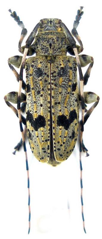 Acanthocinus xanthoneurus Sicilia 002.jpg