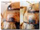 Nebrioporus elegans e sansii a confronto per forum.jpg