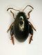 Alticino 1.7mm Roffeno 02.X.11.JPG