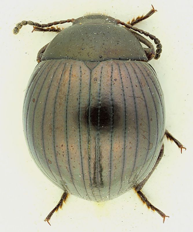 Chrysomelidae_Kenia_7,3mm.jpg