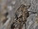 Cicadidae - Cicada orni - 28 mm -20110701_083 Head detail.jpg