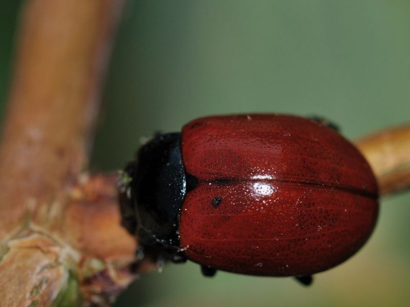 Chrysomelidae - Chrysolina sp - 8 mm -20110823_101.jpg