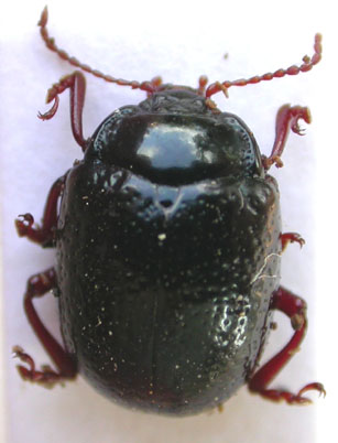 Crysomelidae.JPG