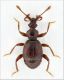 Bryaxis Calgeron.jpg