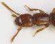 Staphylinidae_Scandriglia_2-X-2011_grey.jpg