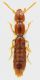 Staphylinidae_Scandriglia_2-X-2011_3,4mm_grey.jpg