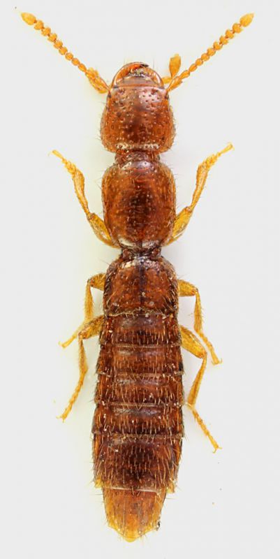 Staphylinidae_Scandriglia_2-X-2011_3,4mm_grey.jpg