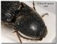 Melanotus_antenna.jpg