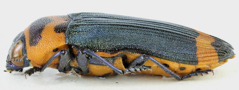 Castiarina_pertyi_14mm_side_grey.jpg